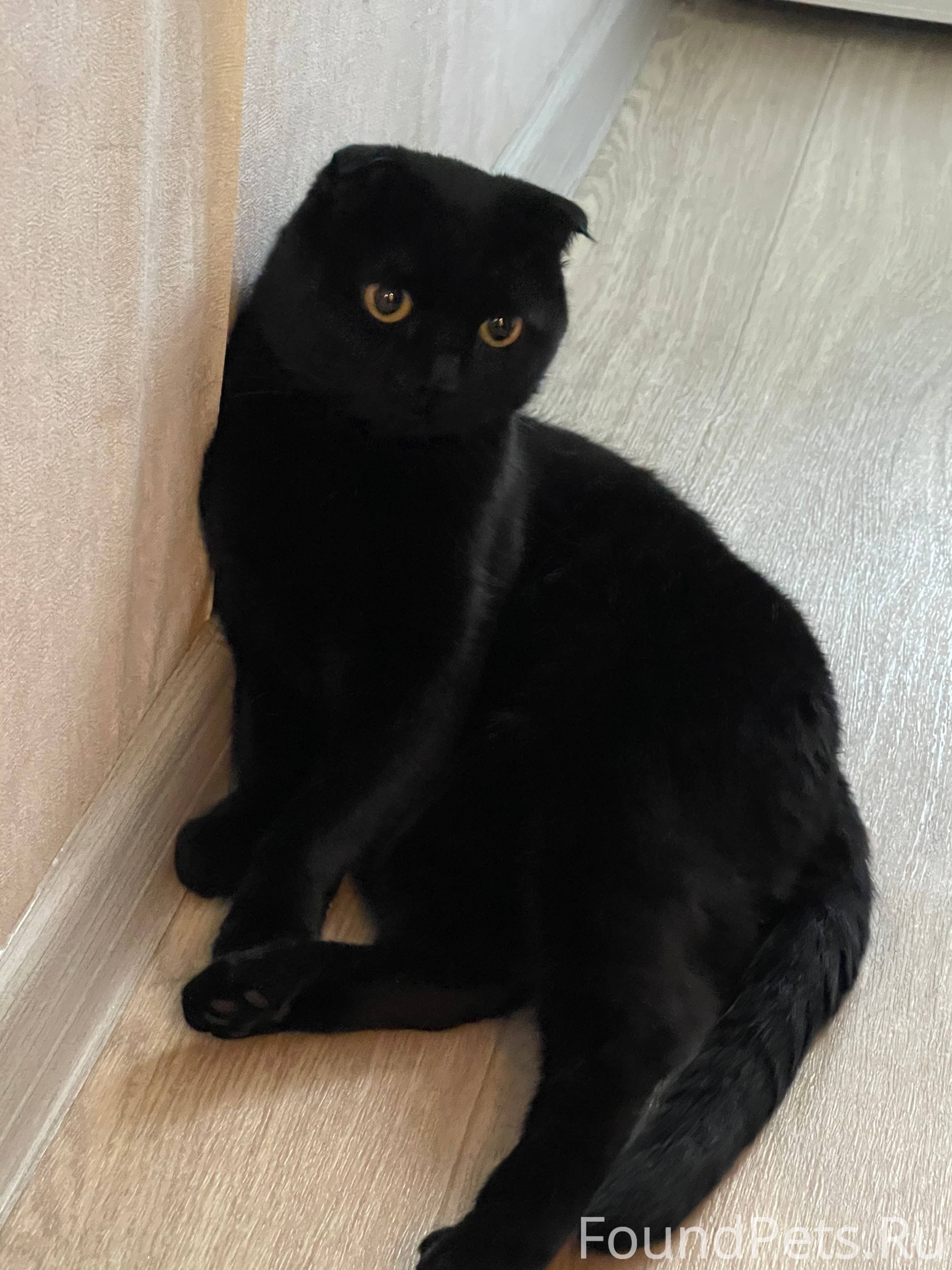 Шотландский вислоухий кот черный - 76 фото
