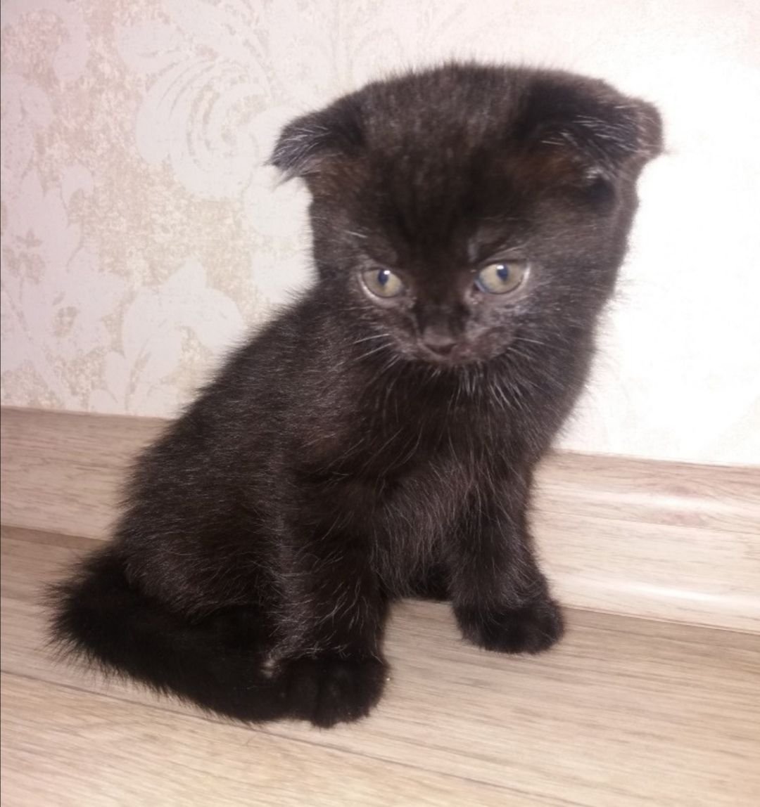 Шотландский вислоухий кот черный толстый