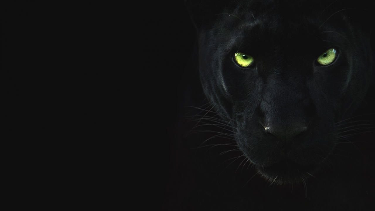 фанфик глаза пантеры светятся в ночи фото 103