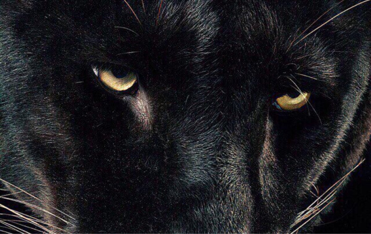 Гель лак Коди Cat Eye c 01