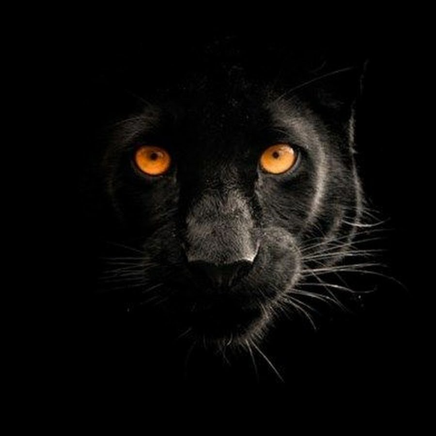 Черная пантера