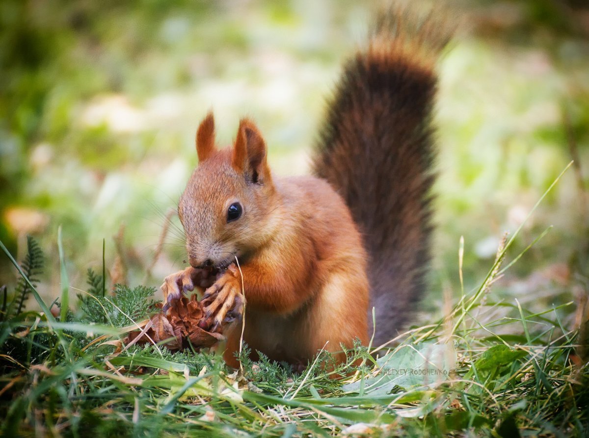 Животные -белка - лиса