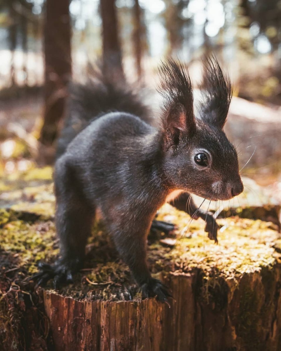 Рогатые белки