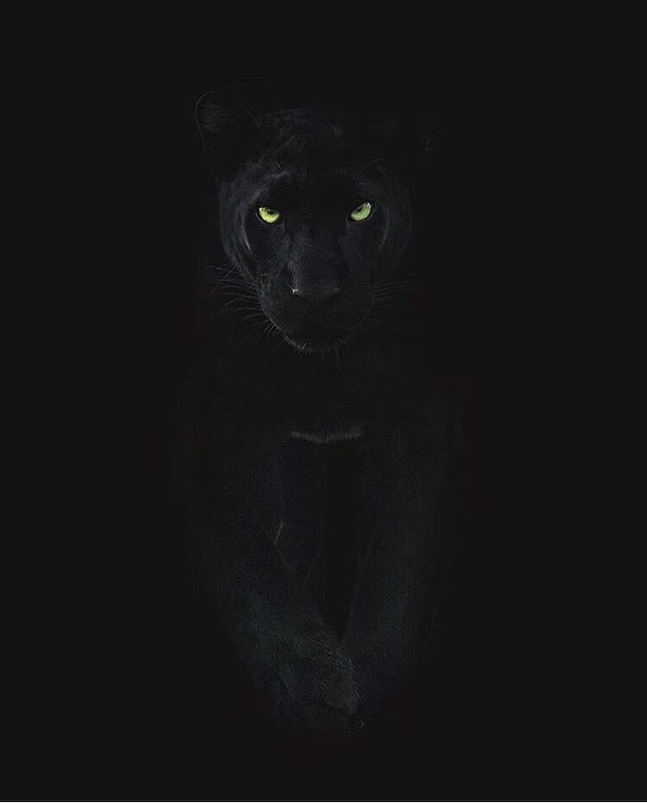 фанфик глаза пантеры светятся в ночи фото 59