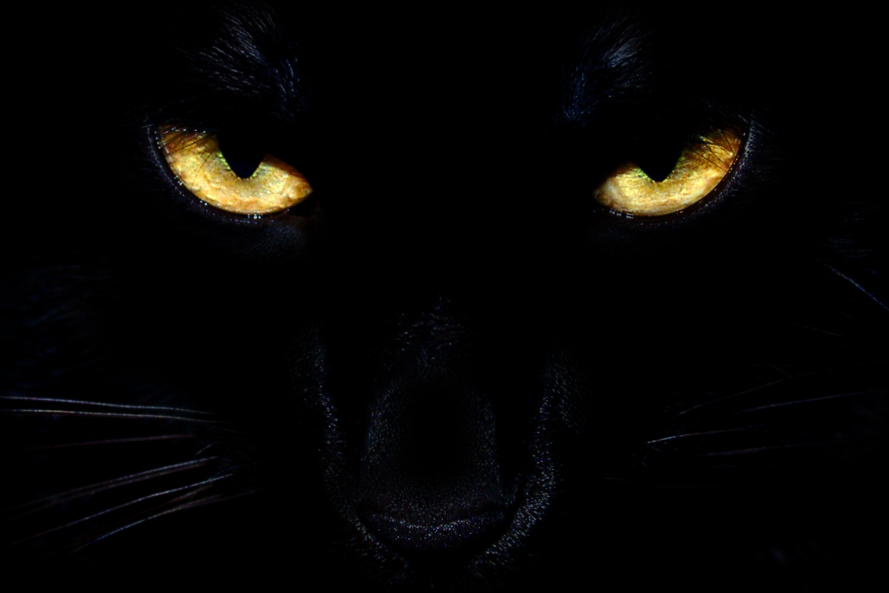 фанфик глаза пантеры светятся в ночи фото 109