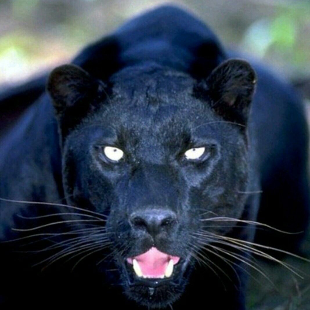 Гималайская пантера