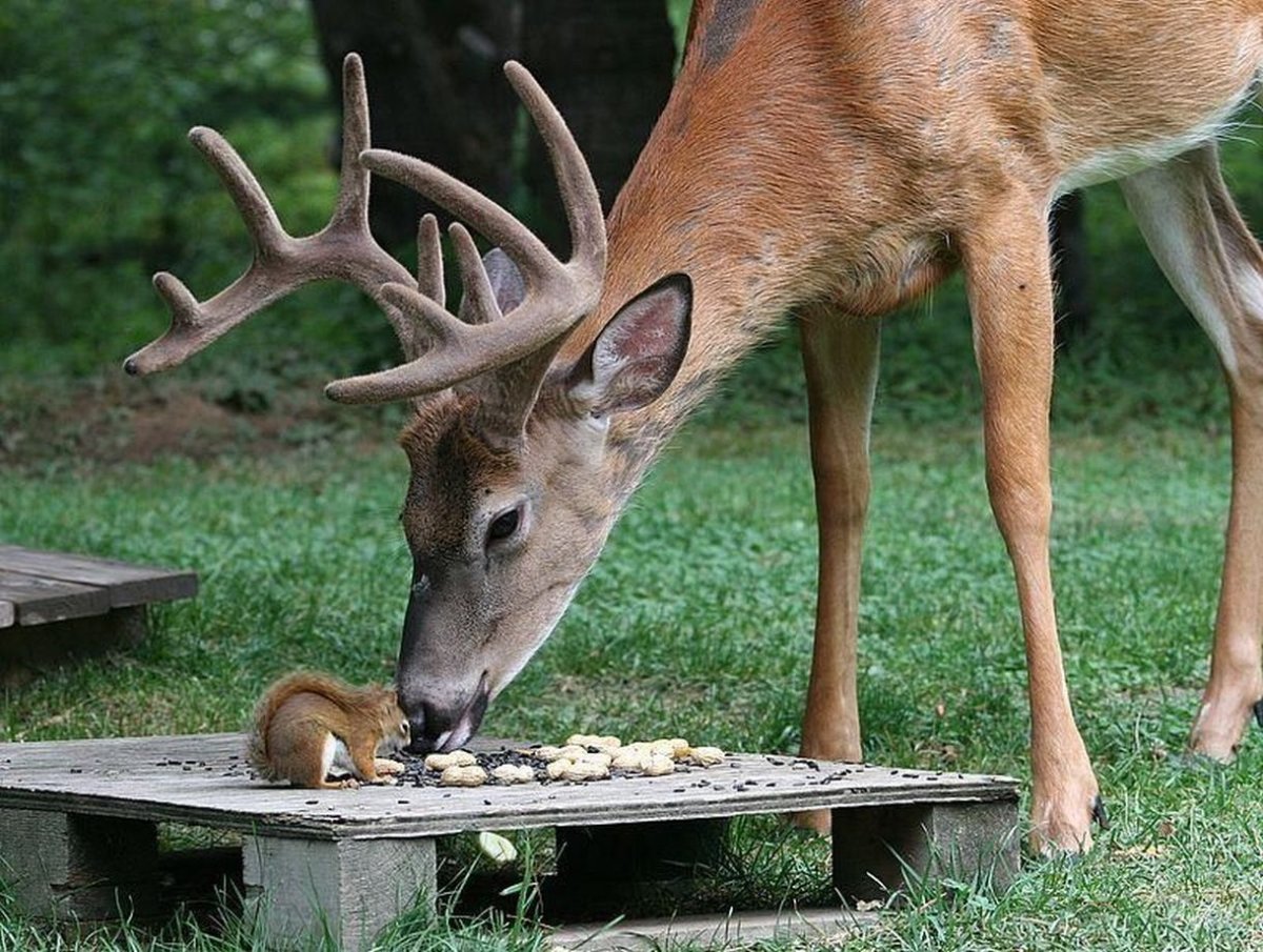 Нейтрализм белка и Лось