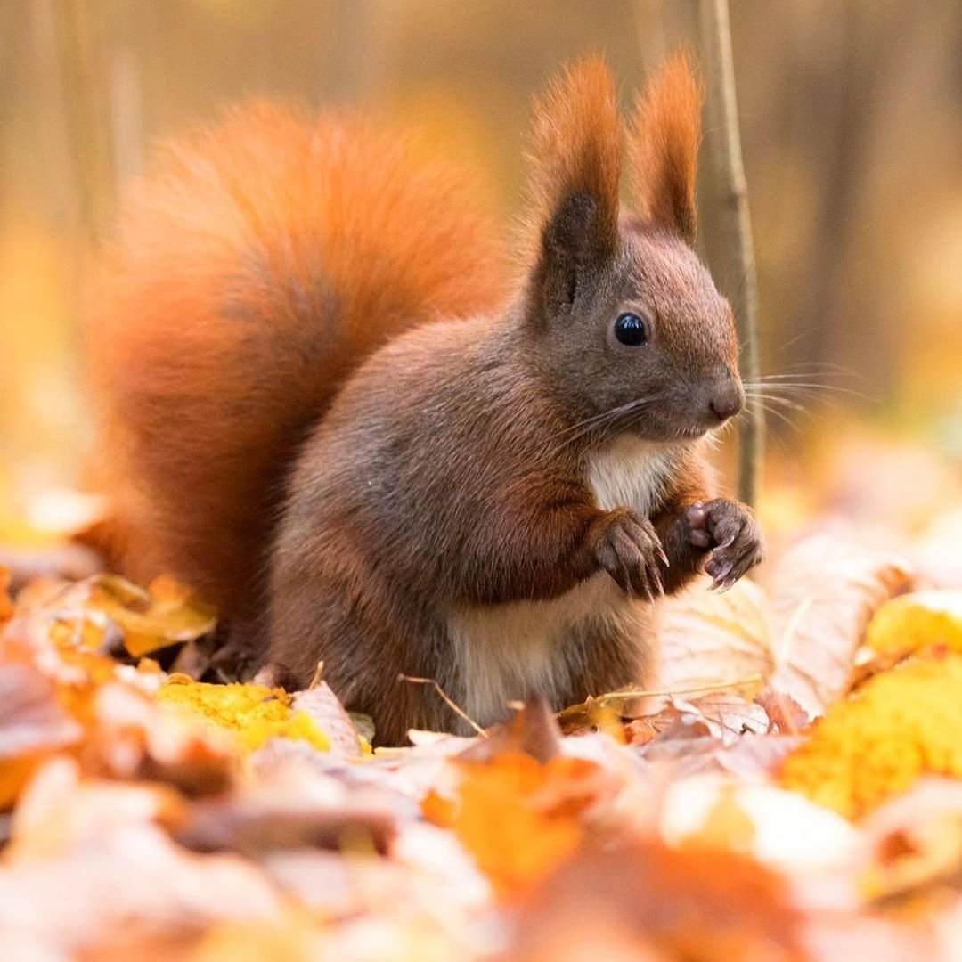 Нейтрализм белка и лось