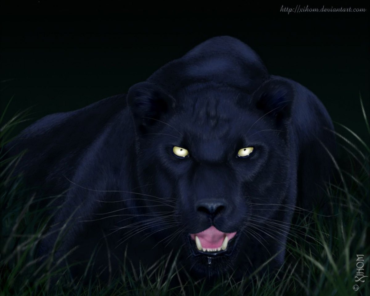 Пума Багира