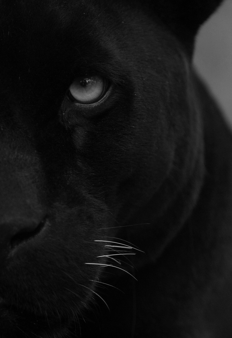 Глаза кошки