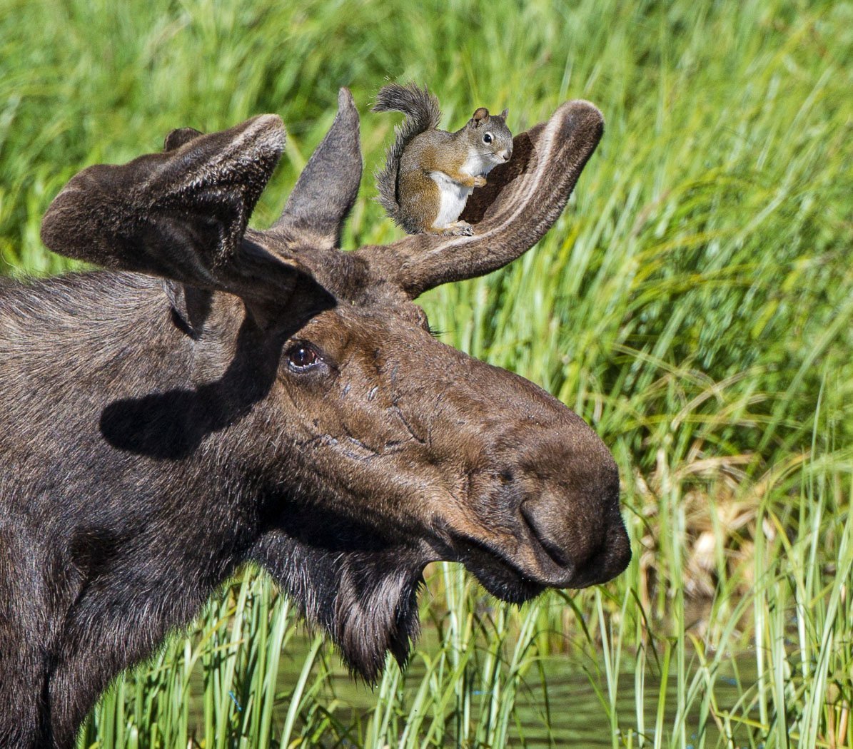 Нейтрализм белка и Лось