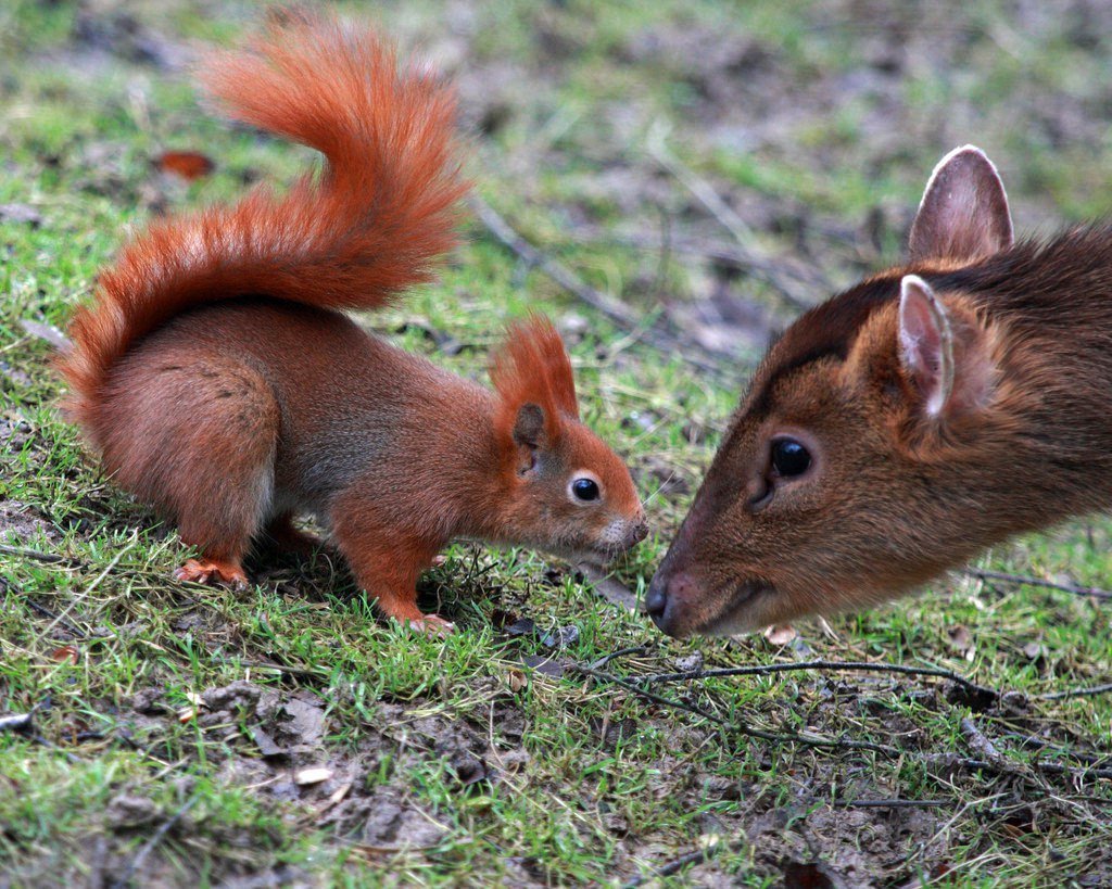 Нейтрализм у животных