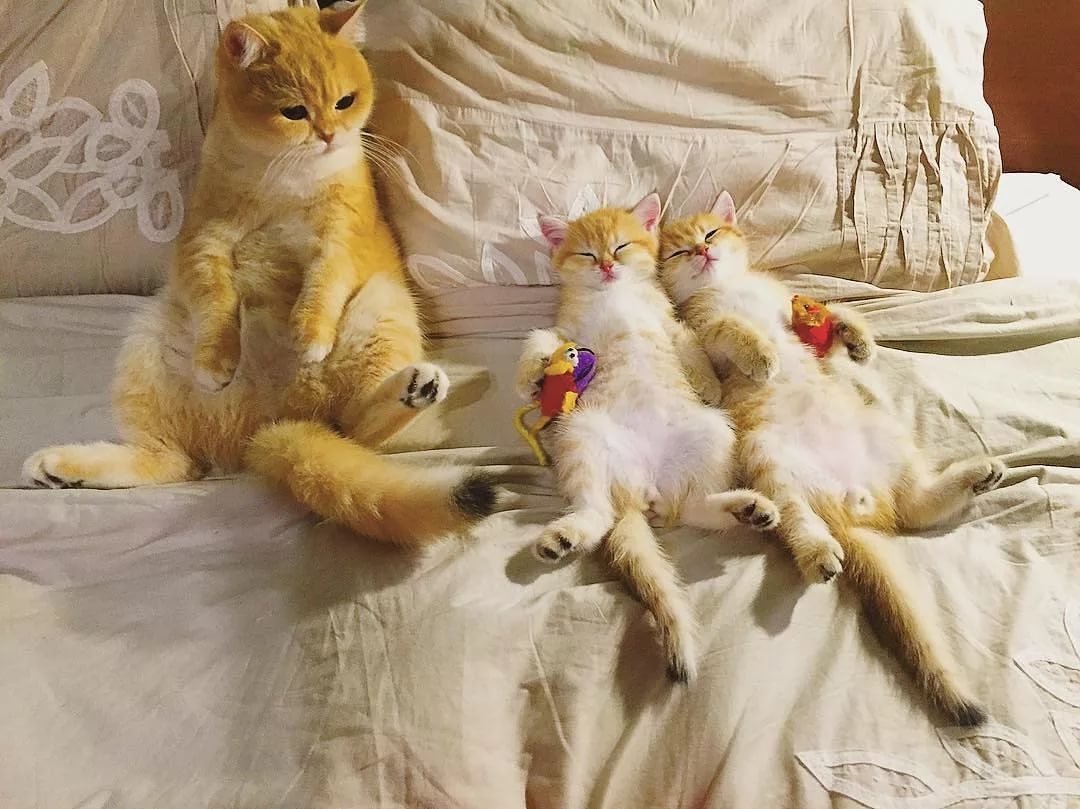 Жизнь кошек