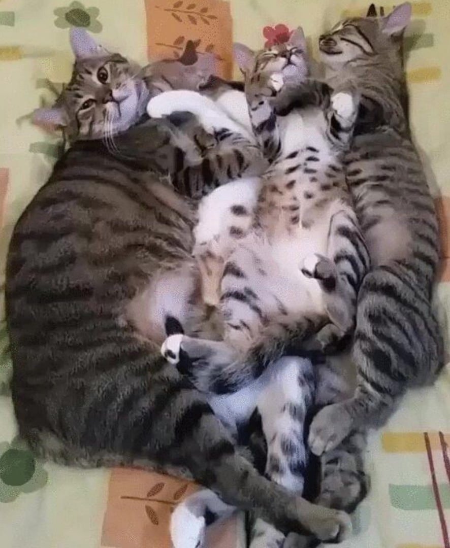 Котята с мамой и папой