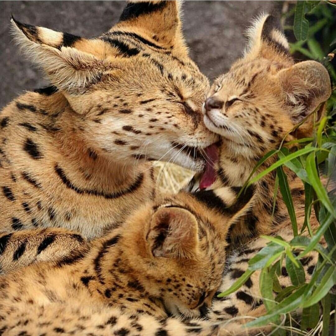 Оцелот и сервал