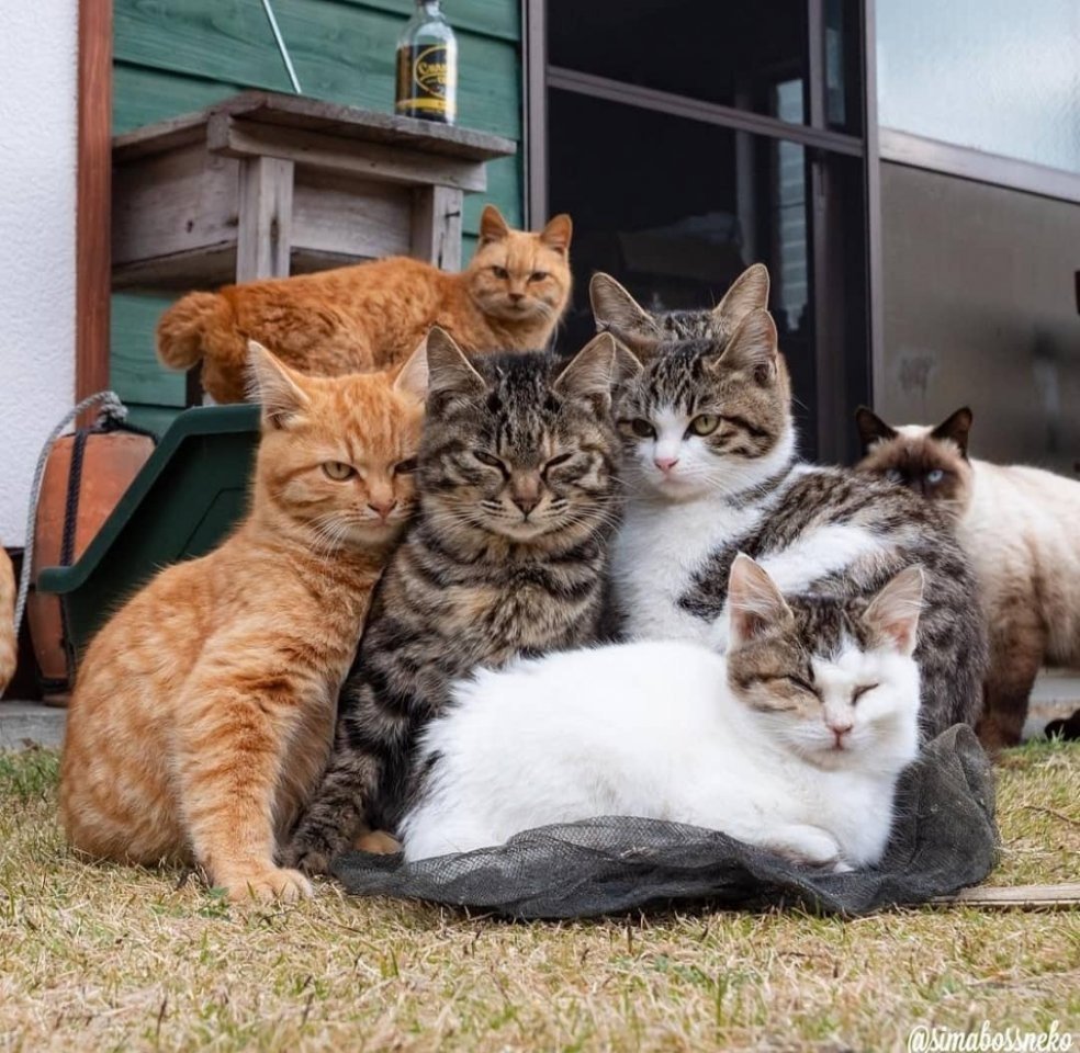 Много котов