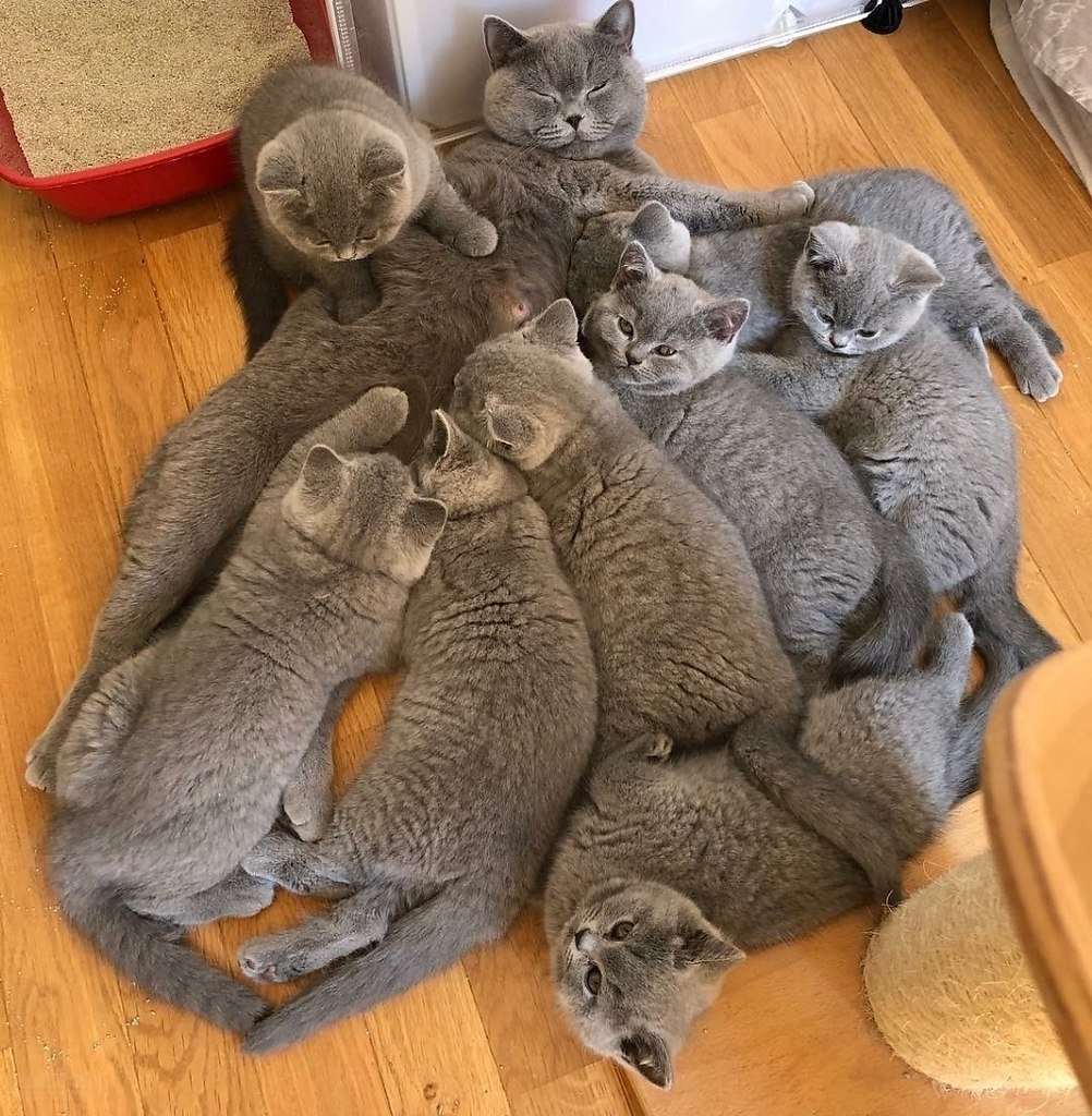 Британская семья кошек