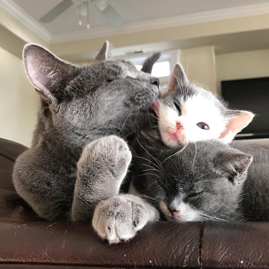 Кот, кошка и котенок