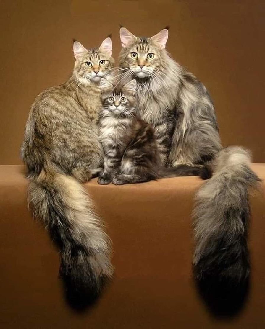 Кошка Мейн кун