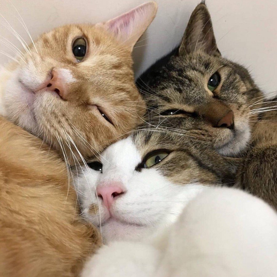 Кошки милота