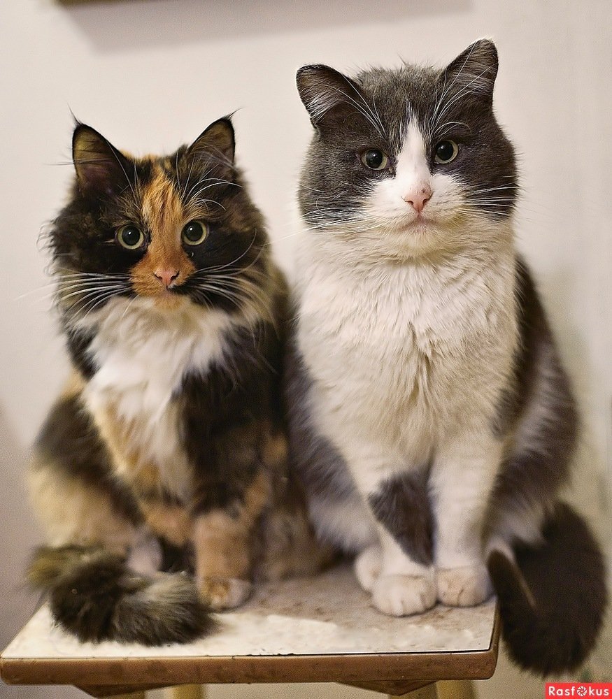 Одинаковые коты