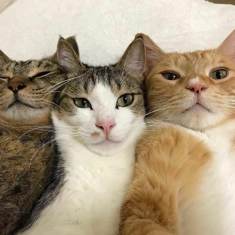 Три смешных кота