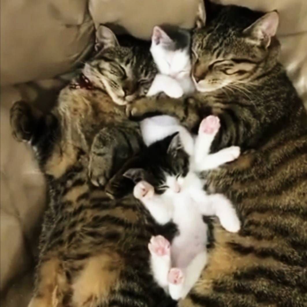 Счастливая Кошачья семья