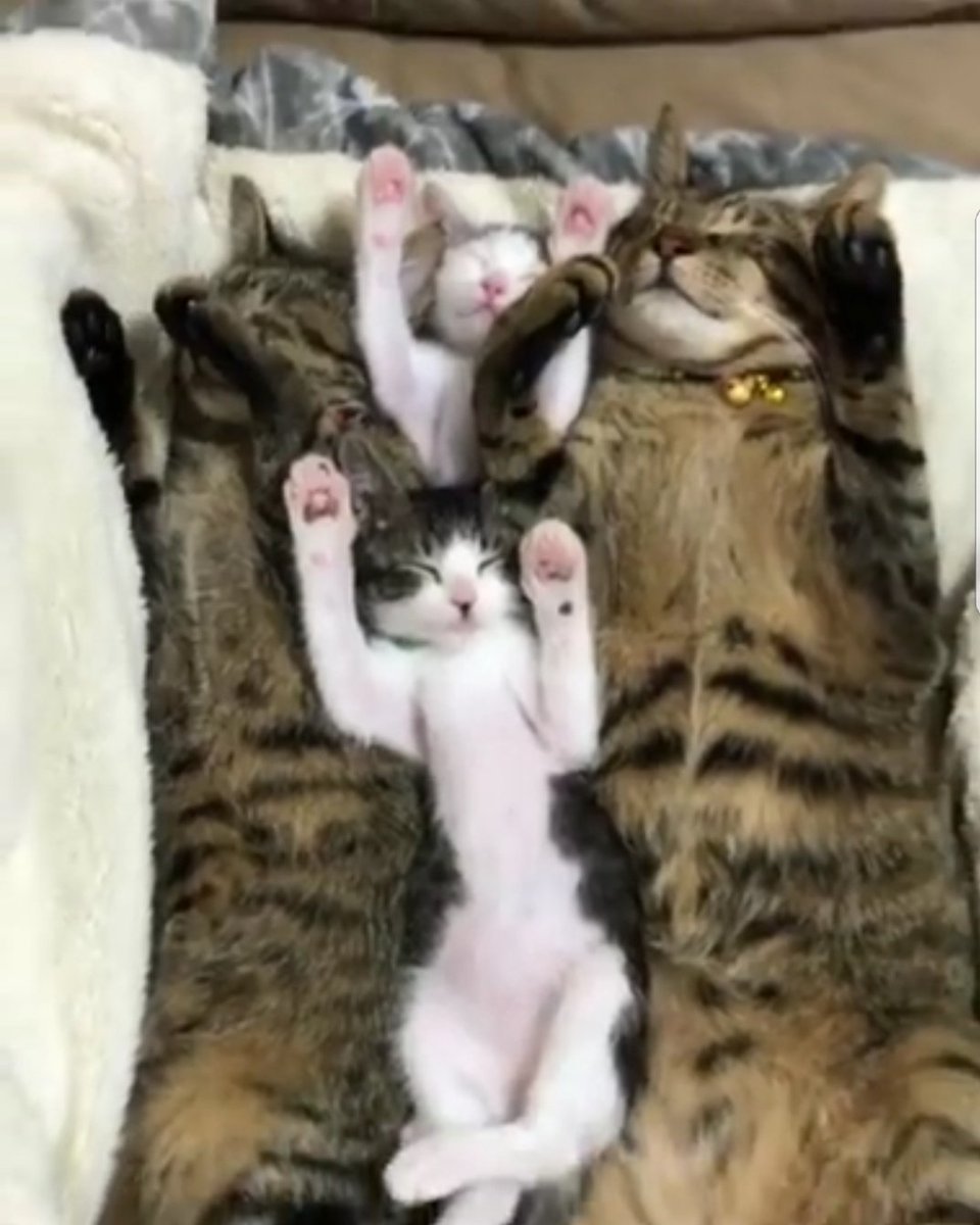 Счастливая Кошачья семья