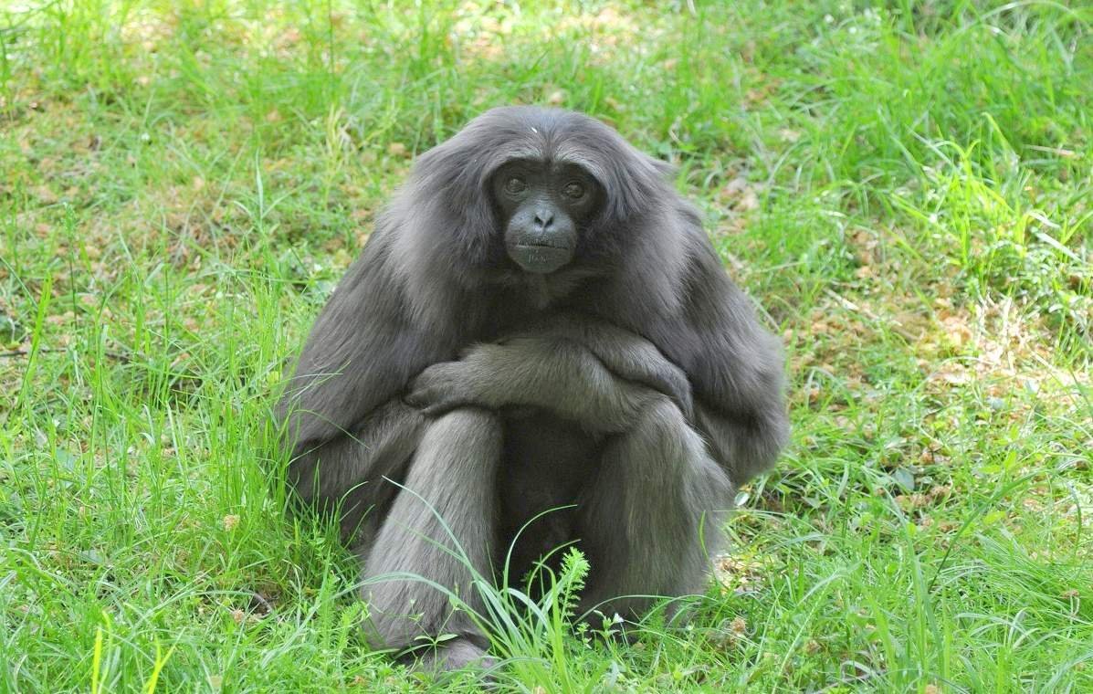 Обезьянообразные приматы