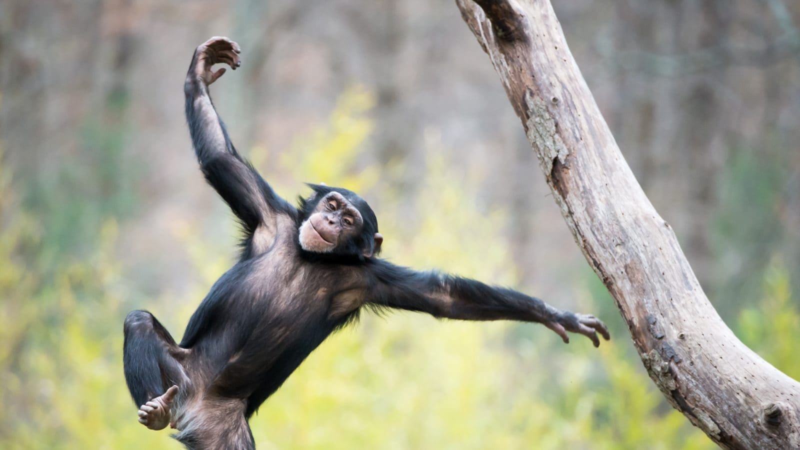 Танцующий шимпанзе. Обезьяна в прыжке. Обезьяна прыгает. Смешные обезьяны. Обезьяна в движении.