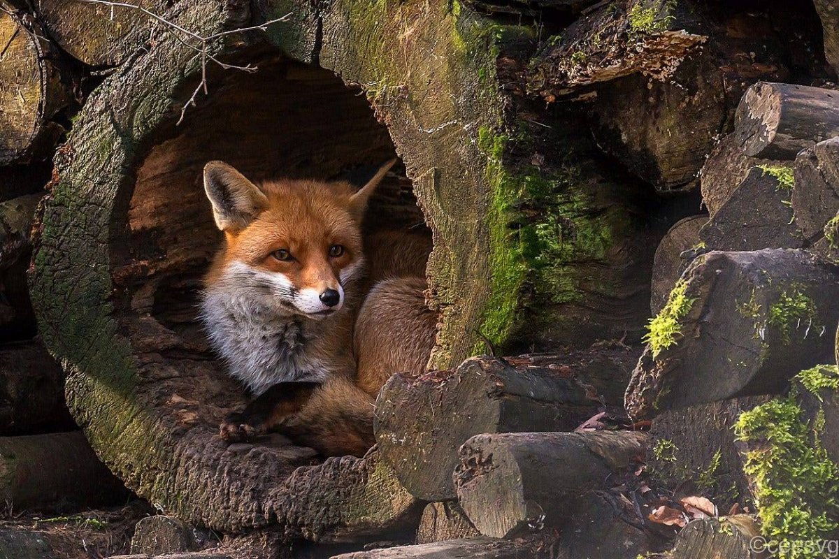 Лиса с новорожденными лисятами