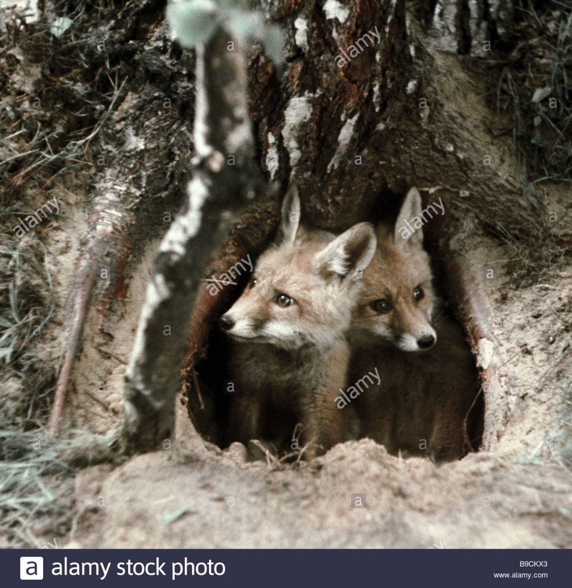 Лисичка спит в норке