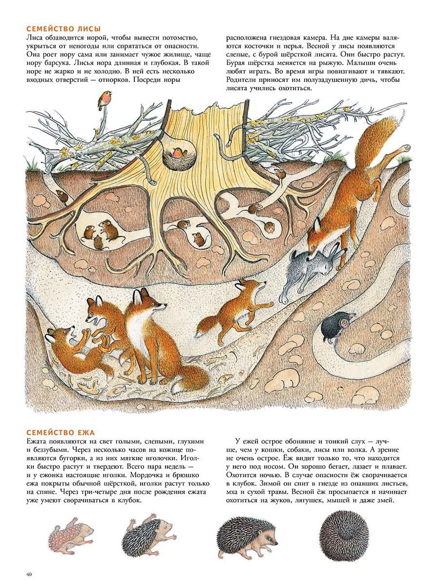 Животное спящее в норе