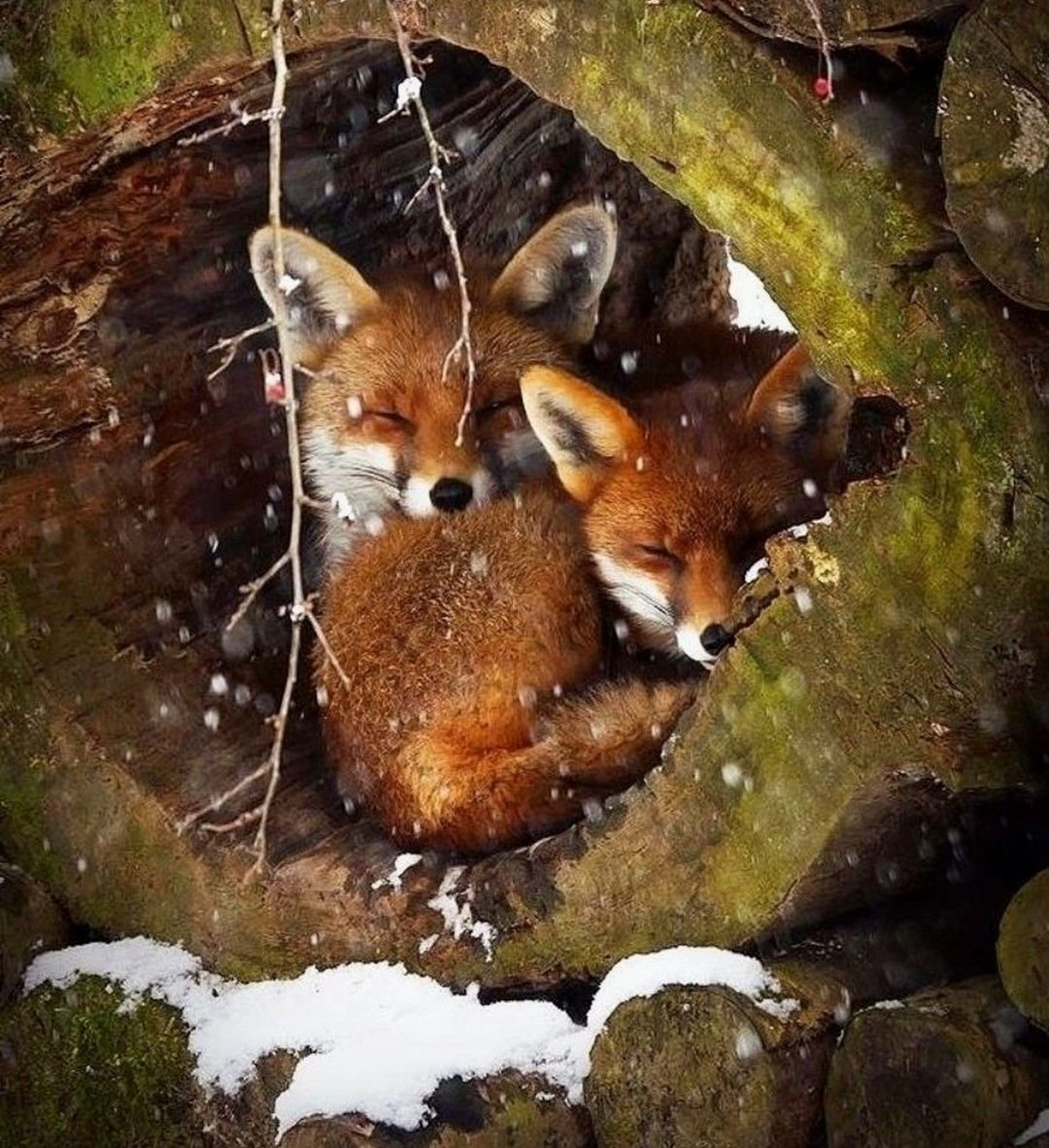 Жилище лисы