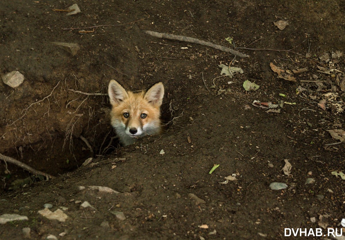 Лисья Нора фото