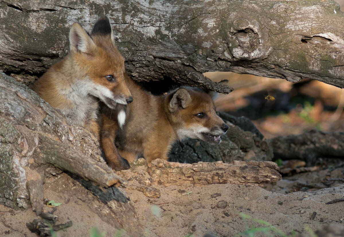 Лиса в ночном лесу