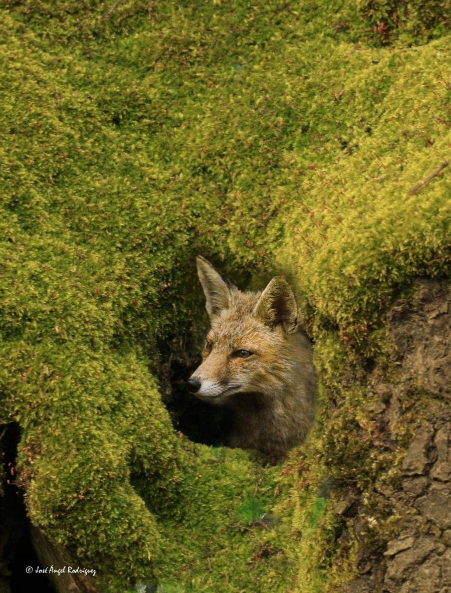 Лисята в норе