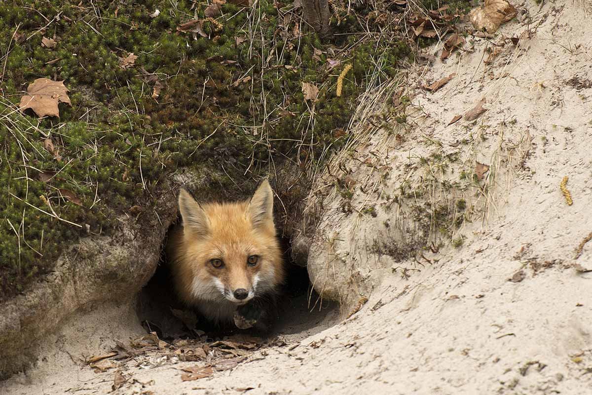 Лисья семья в норе