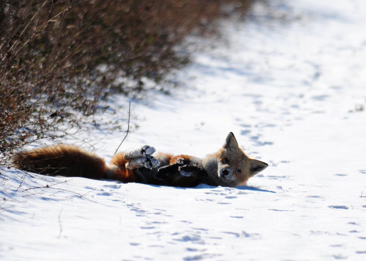 Лисья Нора наклейки
