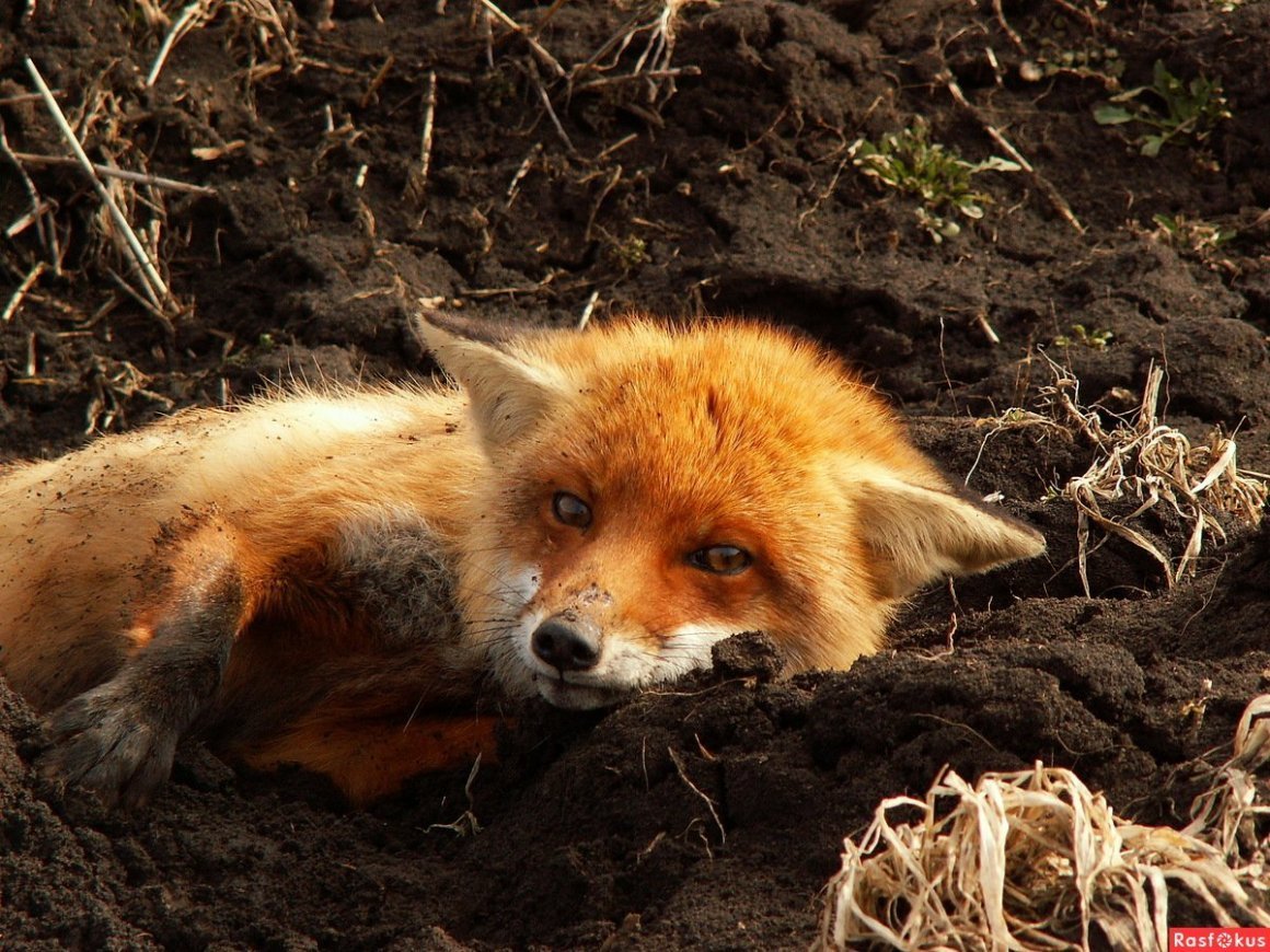 Лиса с лисятами в норе