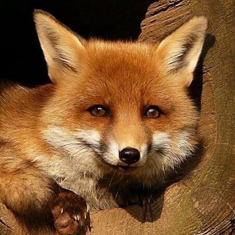 Лиса в норе рисунок