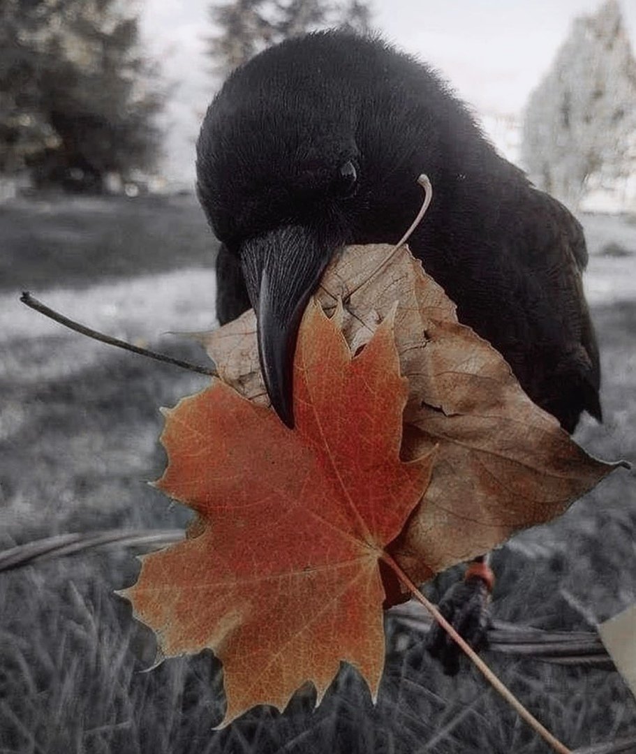 Ворон ворона сорока