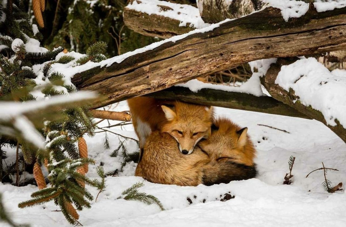 Картинка морда лисы торчит из Норы