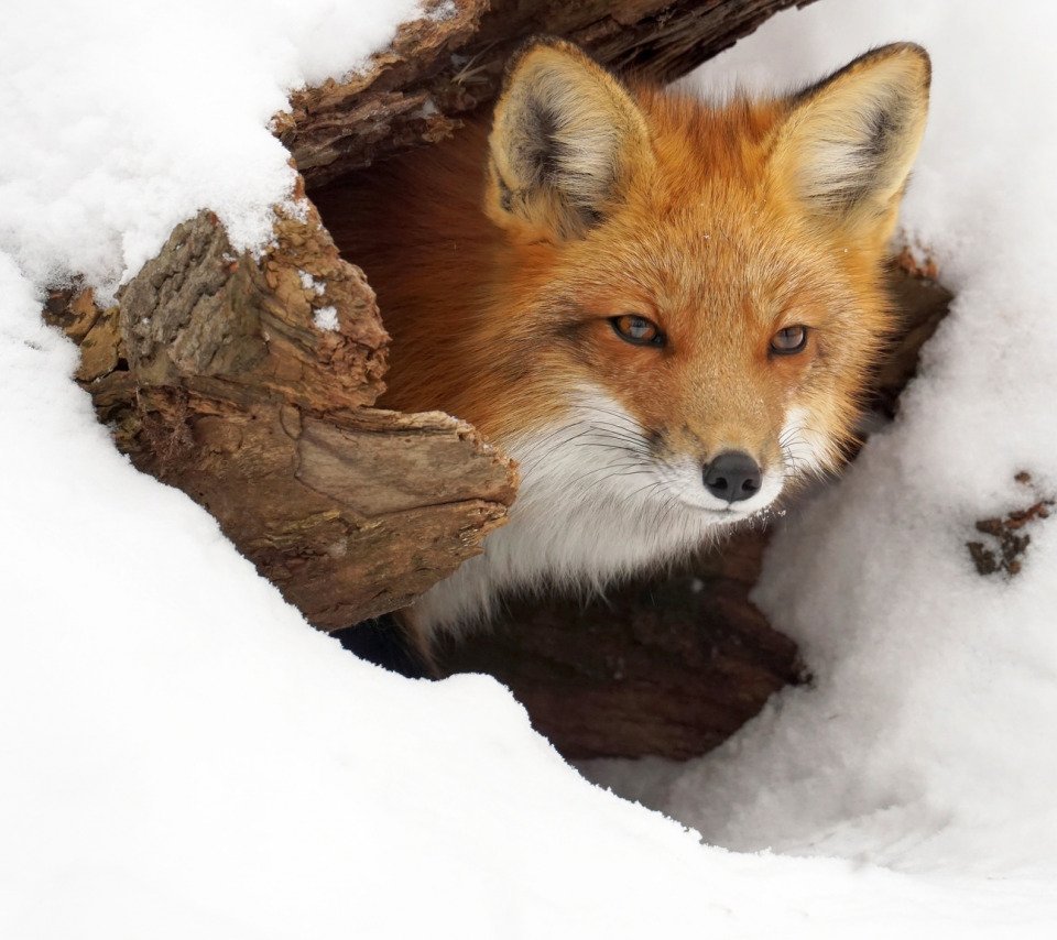 Лисья Нора в лесу