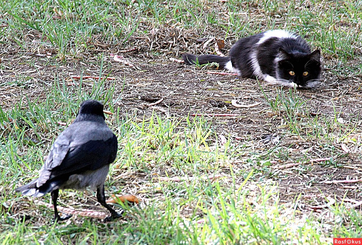 Сорока мультяшный