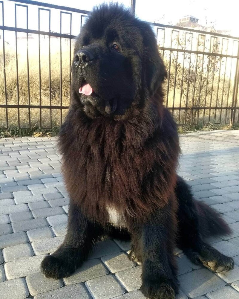 Малыши ньюфаундленд