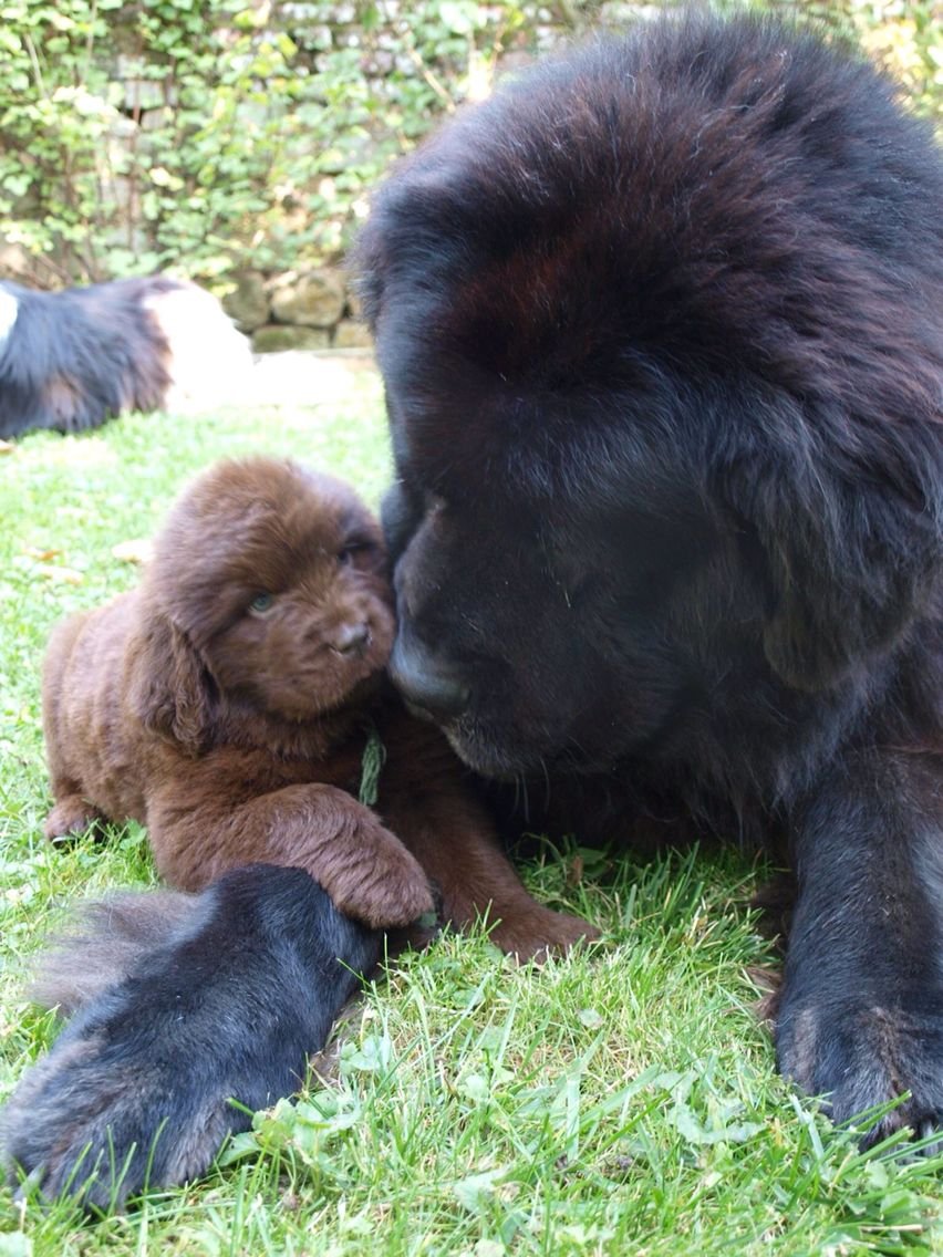 Маленькая пони и большой ньюфаундленд