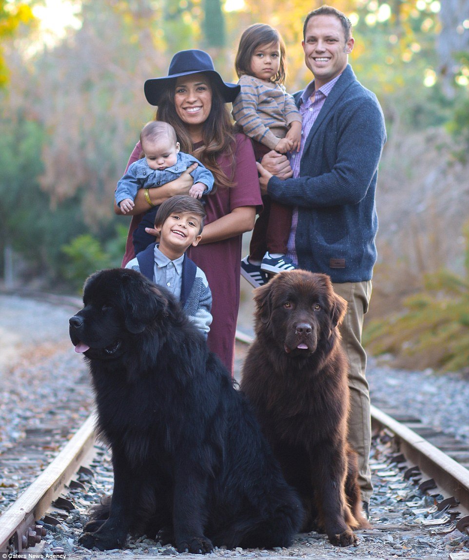 Водолаз порода собак