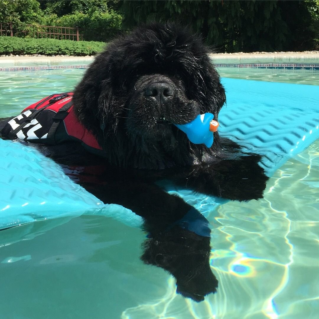 Водолаз собака