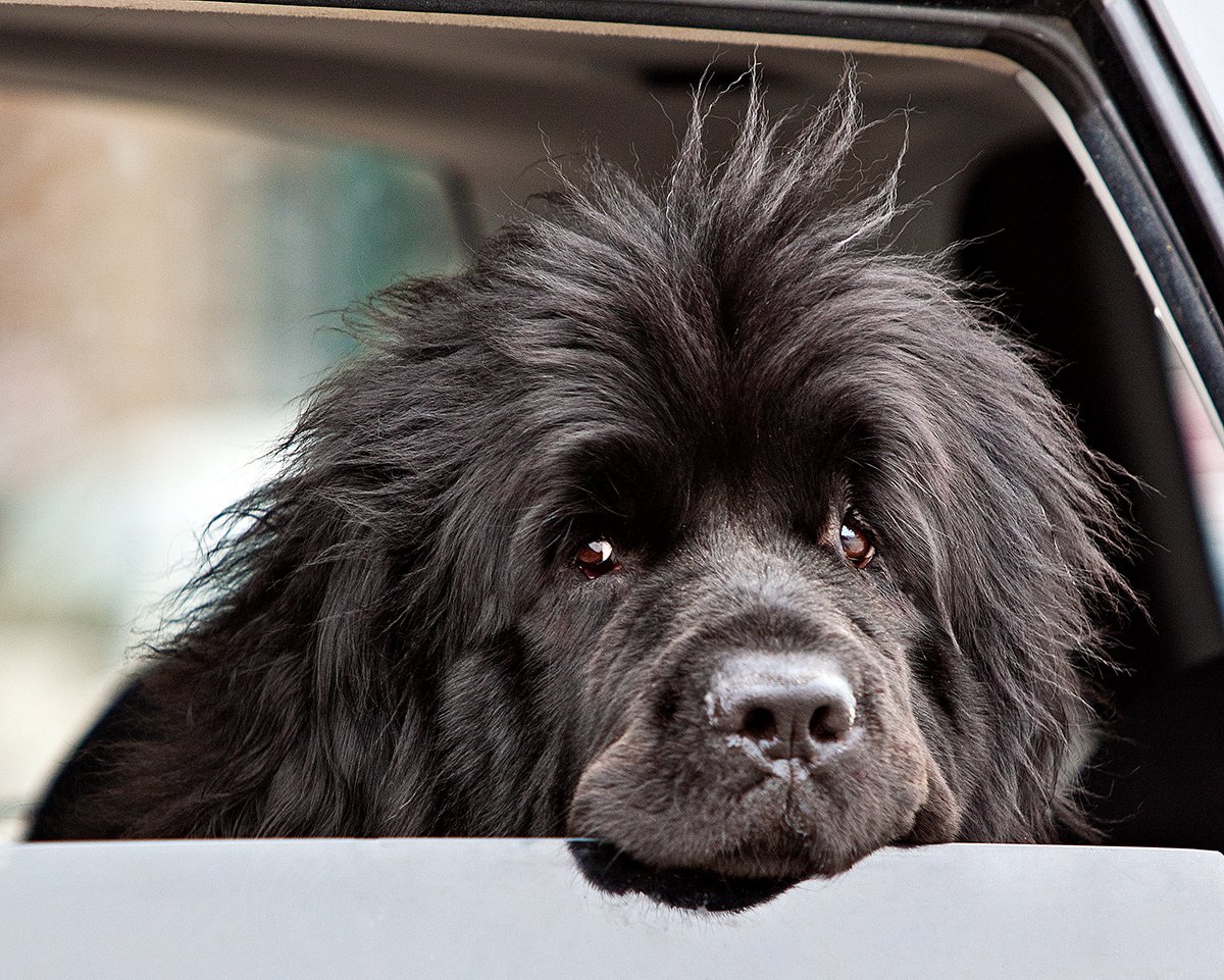 Ньюфаундленд собака